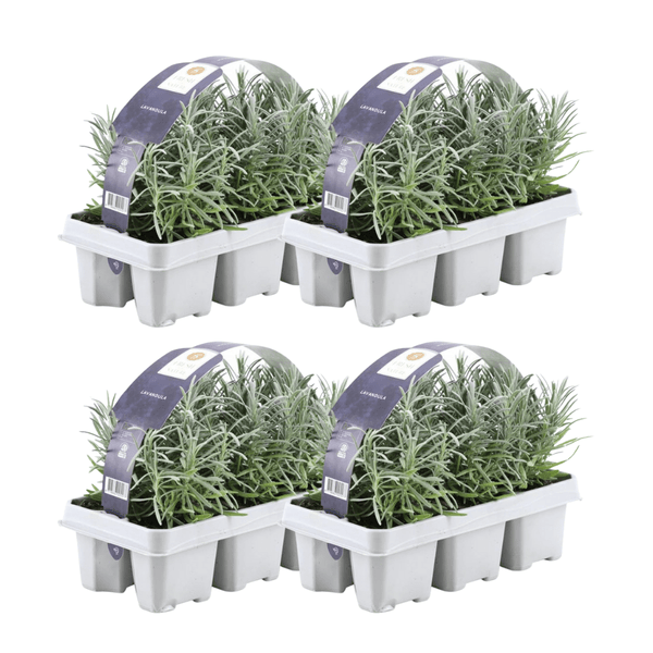 4x set van 6 Lavendel Angustifolia - 15 cm kopen bij Green Bubble