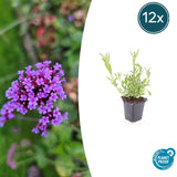 Product afbeelding 10
