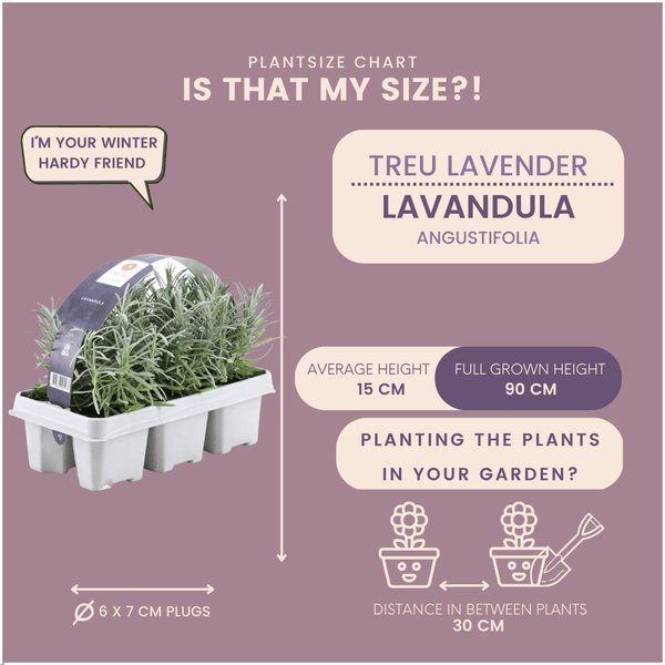 4x set van 6 Lavendel Angustifolia - 15 cm kopen bij Green Bubble