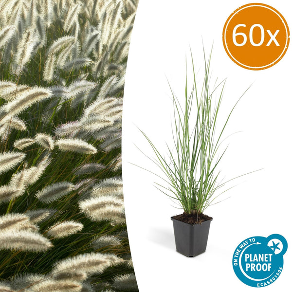 Pennisetum Alopecuroides 'Hameln' - 20cm kopen bij Green Bubble
