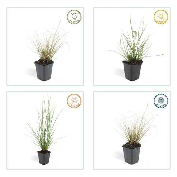 Pennisetum Alopecuroides 'Hameln' - 20cm kopen bij Green Bubble