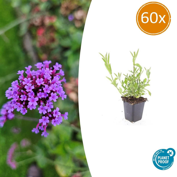Verbena Bonariensis - 20cm kopen bij Green Bubble