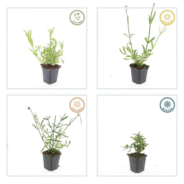 Verbena Bonariensis - 20cm kopen bij Green Bubble