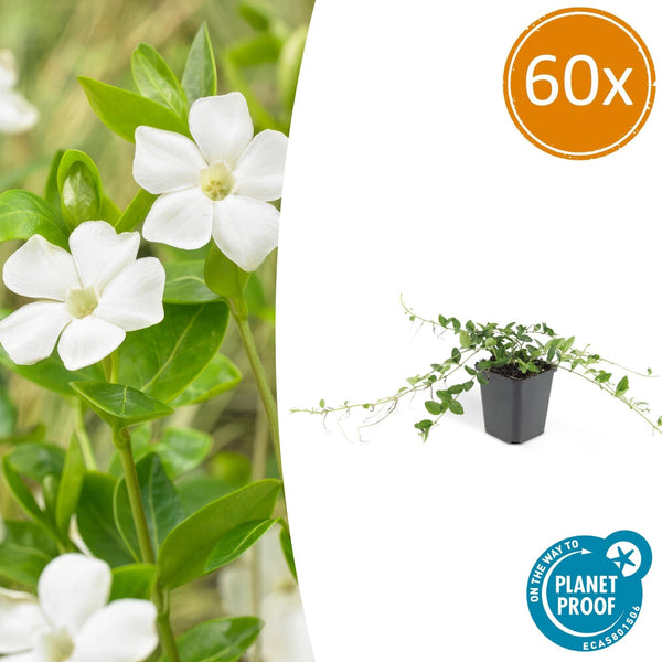 Vinca minor 'Alba' - 20cm kopen bij Green Bubble