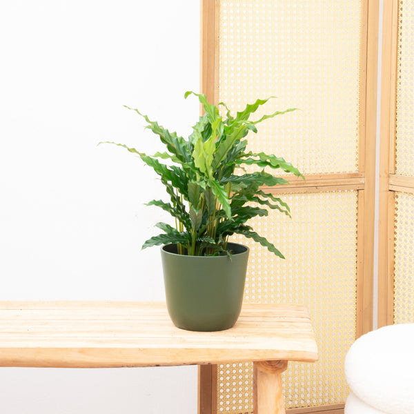 Calathea Bluegrass - 35cm kopen bij Green Bubble