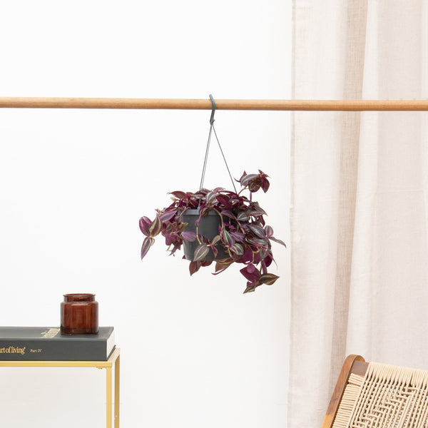 Tradescantia Jewel Red hangplant - 25 cm kopen bij Green Bubble