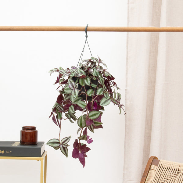 Tradescantia Zebrina Violet hangplant - 25 cm kopen bij Green Bubble