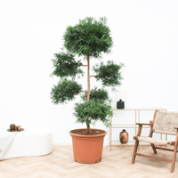 Podocarpus Macrophyllus - 250cm