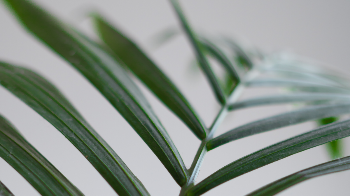 Cuidado de la palmera Kentia verzorging - Green Bubble