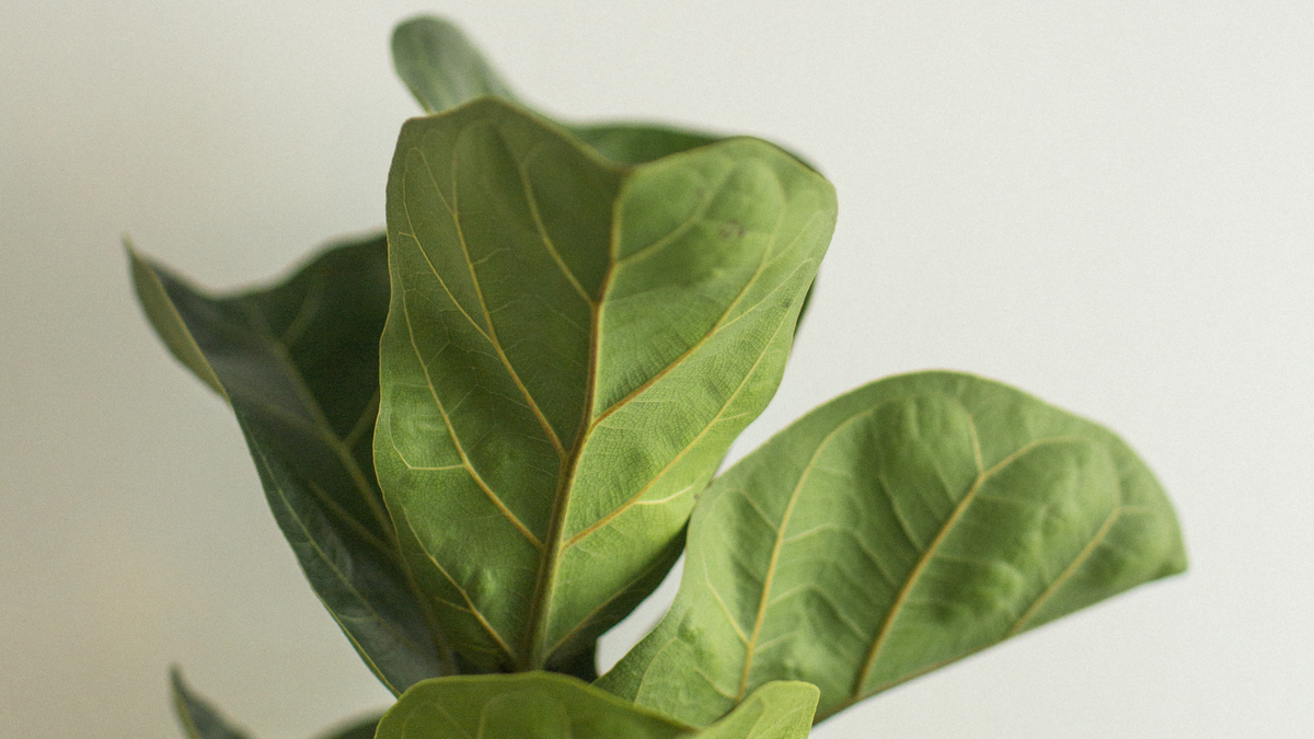 Entretien du Ficus verzorging - Green Bubble