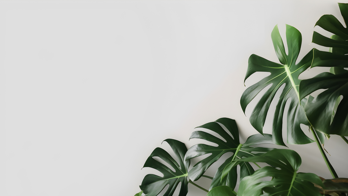 Pielęgnacja Monstera verzorging - Green Bubble