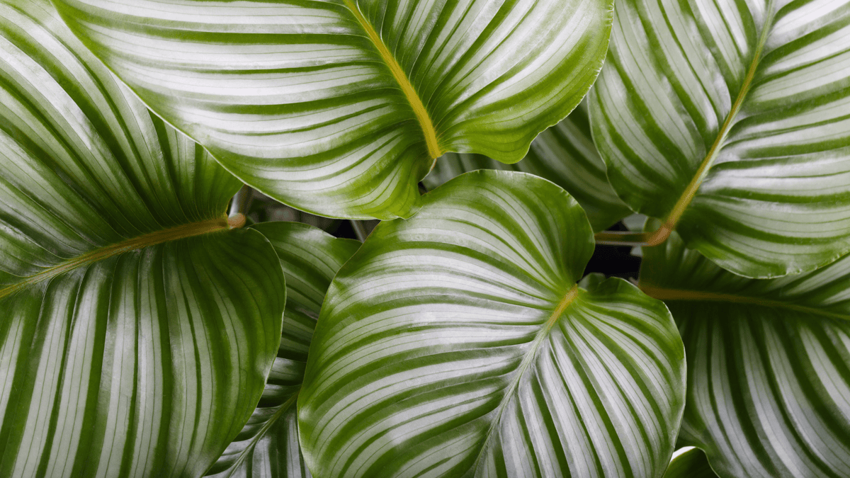 Care Calathea verzorging - Green Bubble