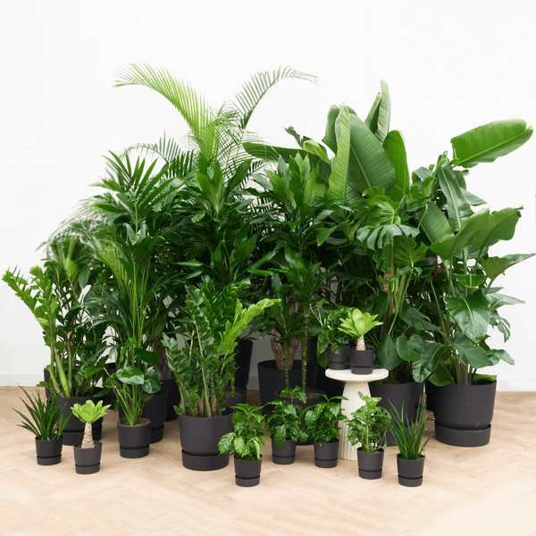 Kantoorpakket: Urban luxe kopen bij Green Bubble