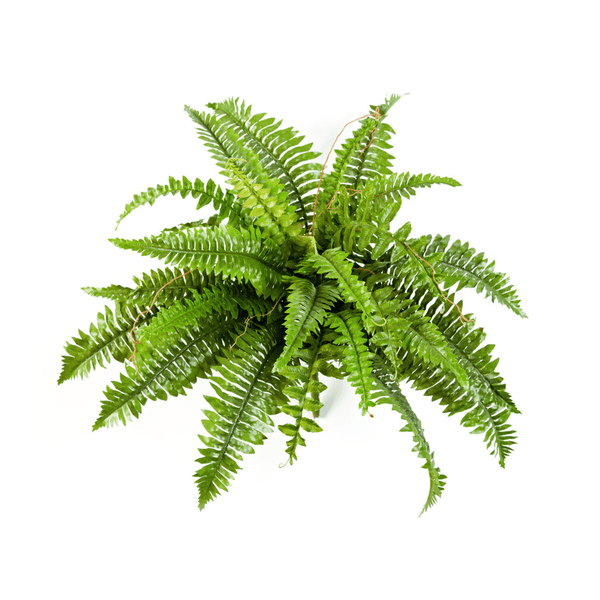 Varen Nephrolepis Boston - 60 cm kopen bij Green Bubble