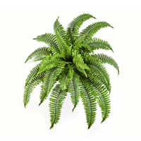 Varen Nephrolepis Boston - 75 cm