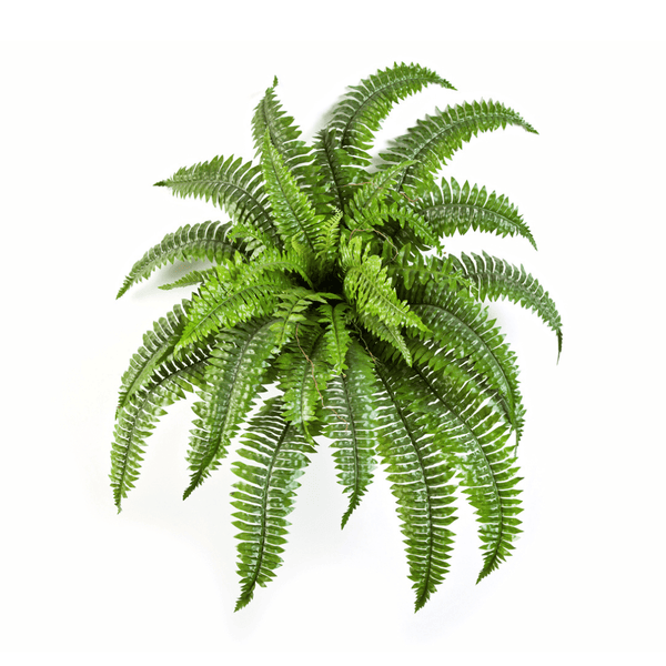Varen Nephrolepis Boston - 75 cm kopen bij Green Bubble