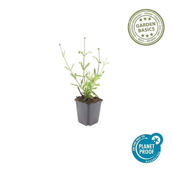 Verbena Bonariensis 'Lollipop' - 20cm kopen bij Green Bubble