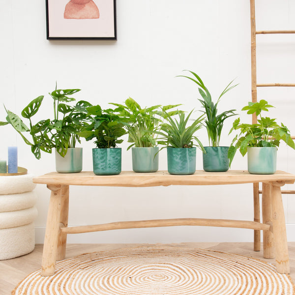 Verrassingsbox - 6 planten inclusief elho Ocean Round kopen bij Green Bubble