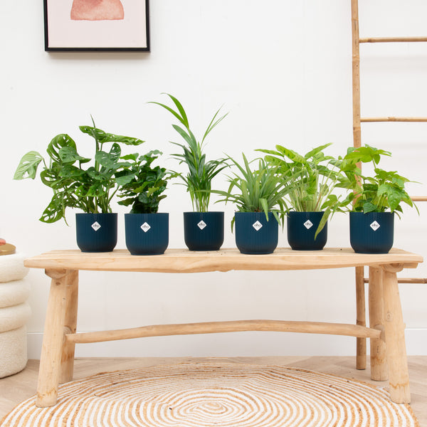 Verrassingsbox - 6 planten inclusief elho Vibes Fold Round Ø14 kopen bij Green Bubble