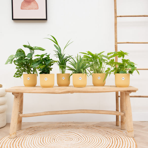 Verrassingsbox - 6 planten inclusief elho Vibes Fold Round Ø14 kopen bij Green Bubble