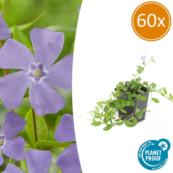 Vinca minor - 20cm kopen bij Green Bubble