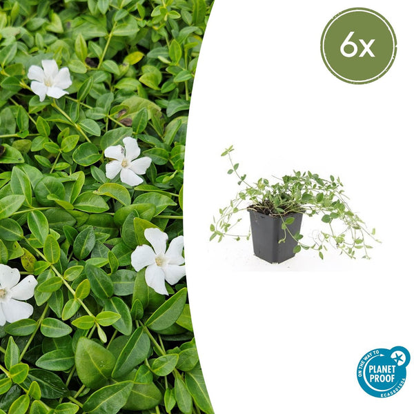 Vinca minor 'Gertrude Jekyll' - 20cm kopen bij Green Bubble