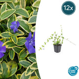 Product afbeelding 6