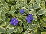 Product afbeelding 5