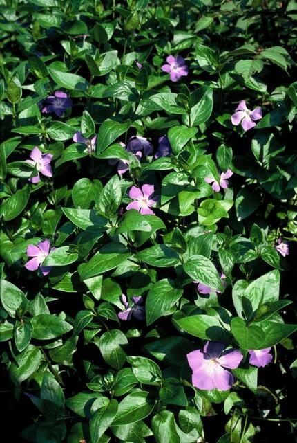 Vinca major - 20cm kopen bij Green Bubble