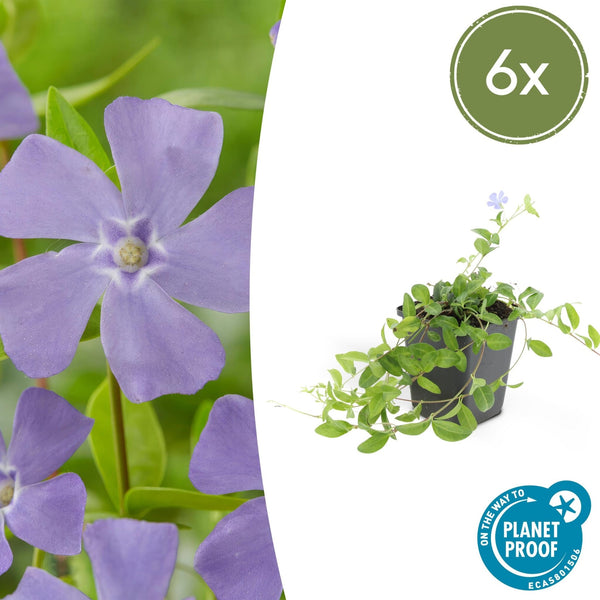 Vinca minor 'La Grave' - 20cm kopen bij Green Bubble