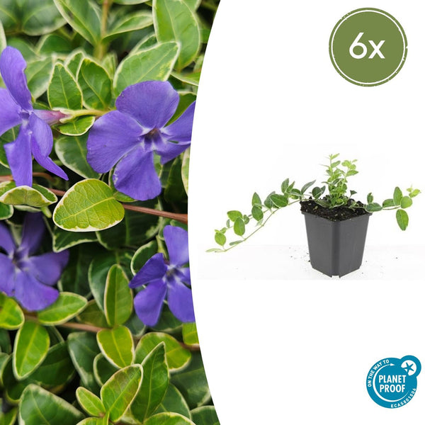 Vinca Minor 'Ralph Shugert' - 20cm kopen bij Green Bubble