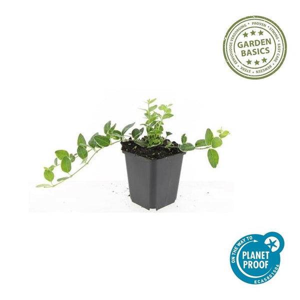 Vinca Minor 'Ralph Shugert' - 20cm kopen bij Green Bubble