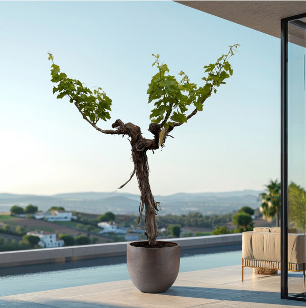 Druivenboom (Vitis Vinifera Bianca) - 200cm kopen bij Green Bubble
