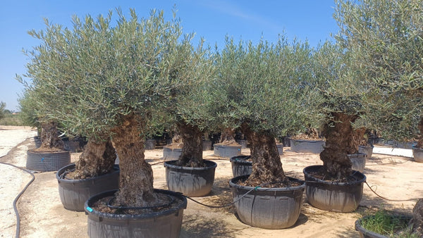 Olijfboom Olea Europaea Bonsai XXXXL - 300 cm kopen bij Green Bubble