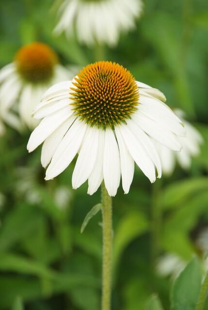 Echinacea purpurea 'White Swan' - 20cm kopen bij Green Bubble