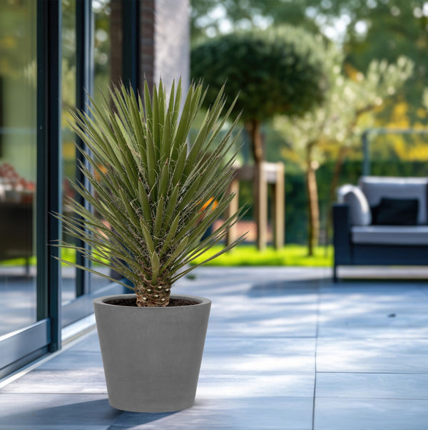 Yucca Filifera Australis - 160cm kopen bij Green Bubble