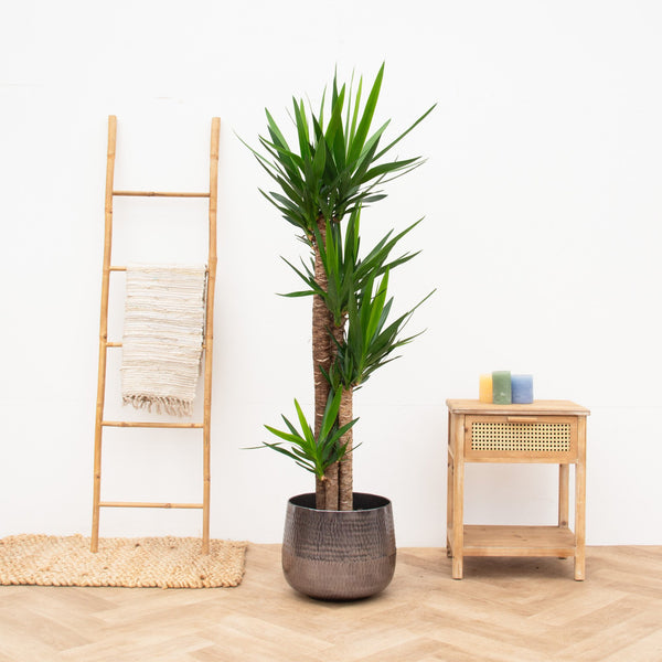 Yucca Elephantipes - 190cm kopen bij Green Bubble