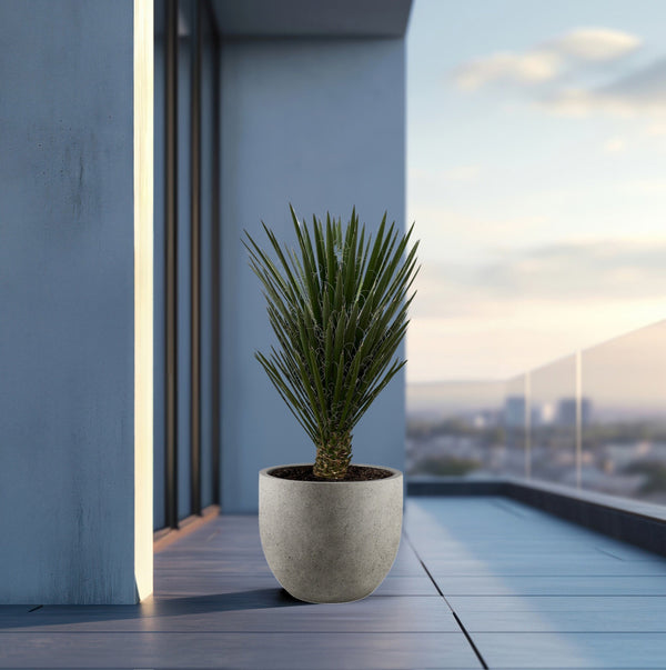 Yucca Filifera - 130 cm kopen bij Green Bubble