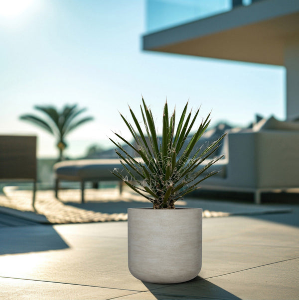 Yucca Filifera - 90cm kopen bij Green Bubble