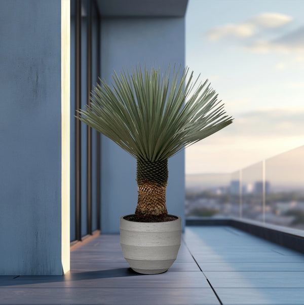 Yucca Rostrata - 140 cm kopen bij Green Bubble
